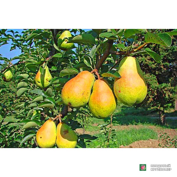 Саженцы Груша "Дюшес літній" (літні сорти)