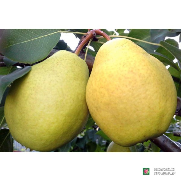Саженцы Груша " Гігантелла "(осінні сорти)