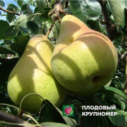 Груша "Говерла "(осінні сорти)
