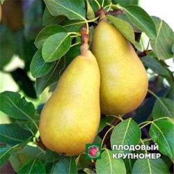 Груша " Гранд Чемпіон "(осінні сорти)