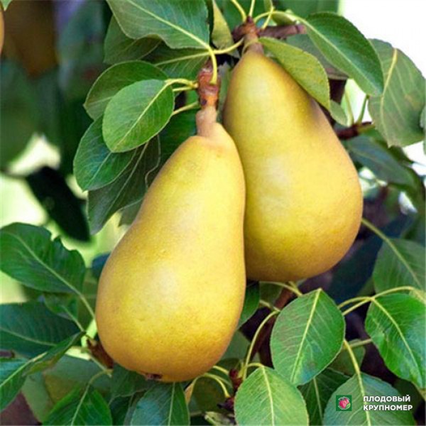 Саженцы Груша " Гранд Чемпіон "(осінні сорти)