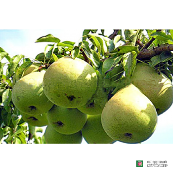 Саженцы Груша " християнка "(зимові сорти)