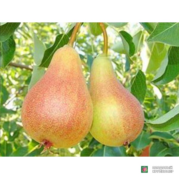 Саженцы Груша "Червнева Лепотіка" (літні сорти)