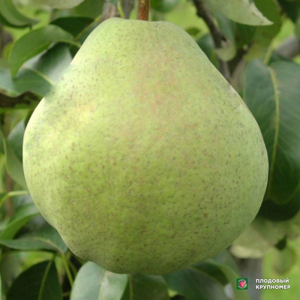 Саженцы Груша "Смарагдова" (зимові сорти)