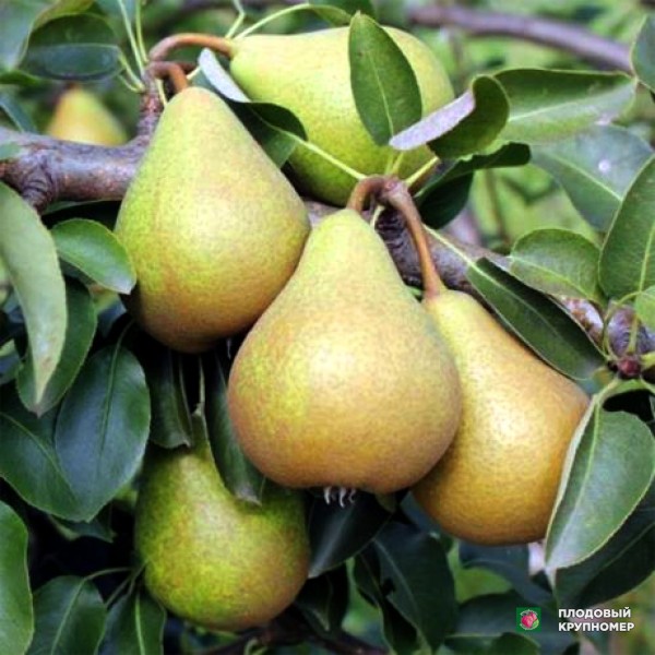 Саженцы Груша " Кокінская "(осінні сорти)