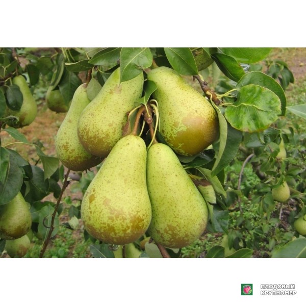Саженцы Груша " конференція "(осінні сорти)