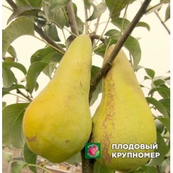 Груша " Конкорд "(осінні сорти)