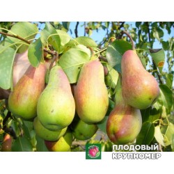 Груша "красуня Черненко" (осінні сорти)