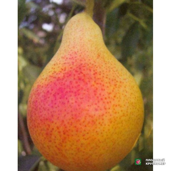 Саженцы Груша " красива "(літні сорти)