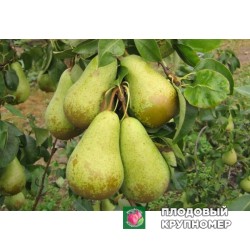 Груша " Кюре "(осінні сорти)