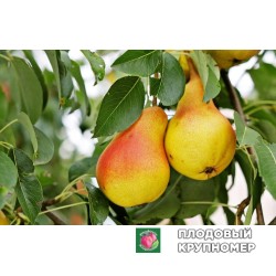 Груша " Ласунка "(осінні сорти)