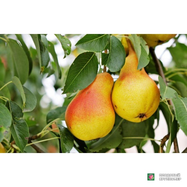 Саженцы Груша " Ласунка "(осінні сорти)