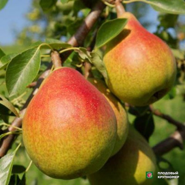 Саженцы Груша "Літня Бера" (літні сорти)