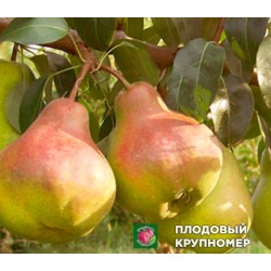 Груша " Левен "(осінні сорти)