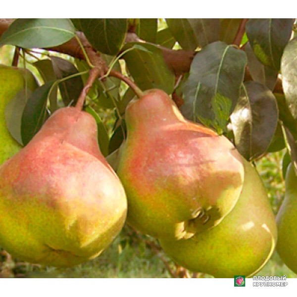 Саженцы Груша " Левен "(осінні сорти)