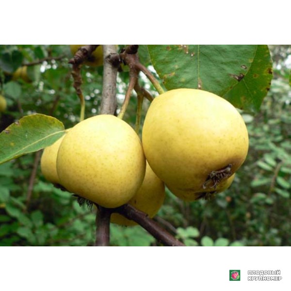 Саженцы Груша " Лимонка "(літні сорти)