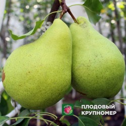 Груша " Малівчанка "(осінні сорти)