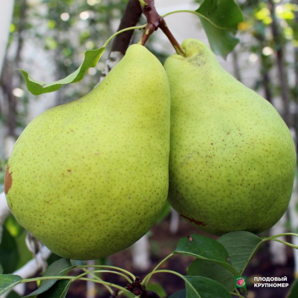 Саженцы Груша " Малівчанка "(осінні сорти)