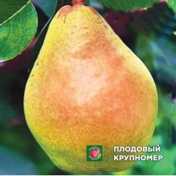 Груша " Маргарита "(осінні сорти)