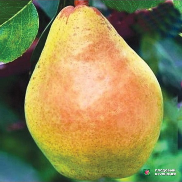 Саженцы Груша " Маргарита "(осінні сорти)