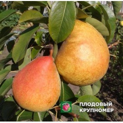Груша " Марілья "(осінні сорти)