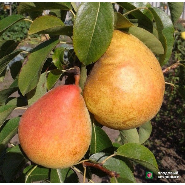 Саженцы Груша " Марілья "(осінні сорти)