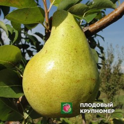 Груша "Молдавська" (літні сорти)