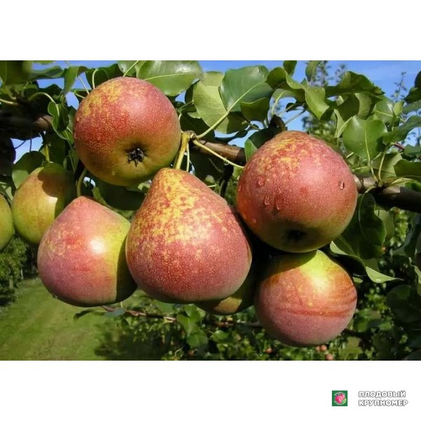 Саженцы Груша "Мармурова" (літні сорти)