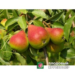 Груша " Ніка "(осінні сорти)