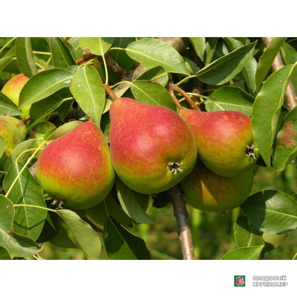 Саженцы Груша " Ніка "(осінні сорти)