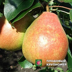 Груша "Микола Крюгер" (осінні сорти)