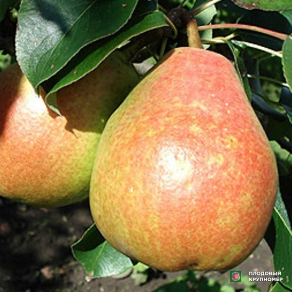 Саженцы Груша "Микола Крюгер" (осінні сорти)