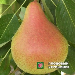 Груша "Осінь Буковини" (осінні сорти)
