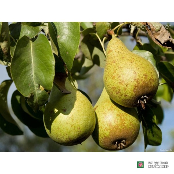 Саженцы Груша " Вітчизняна "(осінні сорти)