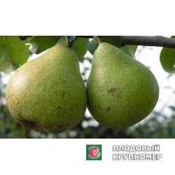 Груша " платонівська "(осінні сорти)
