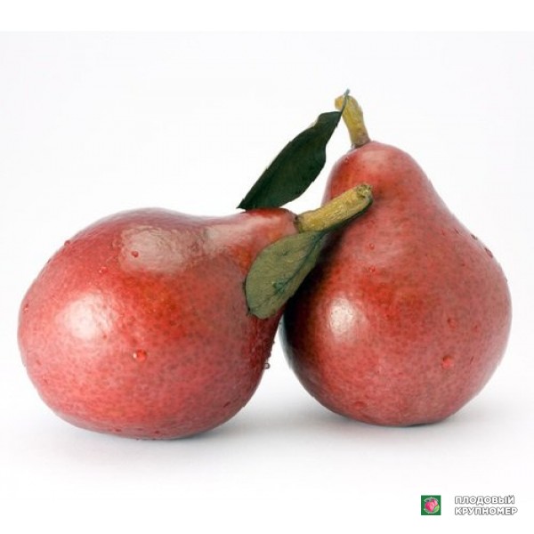 Саженцы Груша " Ред-Анжу "(осінні сорти)