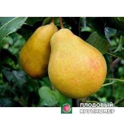 Груша " Роксолана "(осінні сорти)