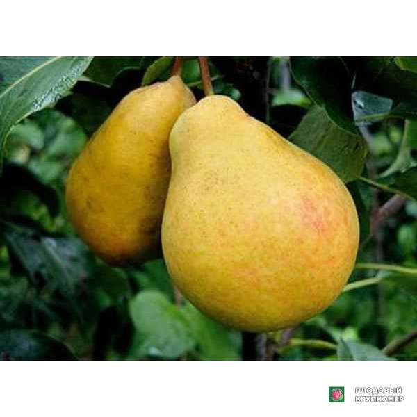 Саженцы Груша " Роксолана "(осінні сорти)