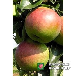 Груша "Россошанская" (осінні сорти)