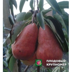 Груша "Рози Ред-Бартлет" (Осінні сорти)