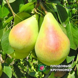 Груша "Санта Марія" (осінні сорти)