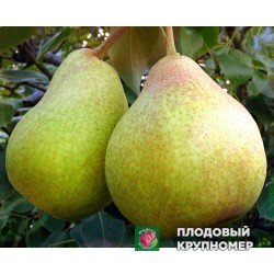 Груша " Казкова "(осінні сорти)