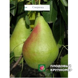 Груша " Смерічка "(осінні сорти)