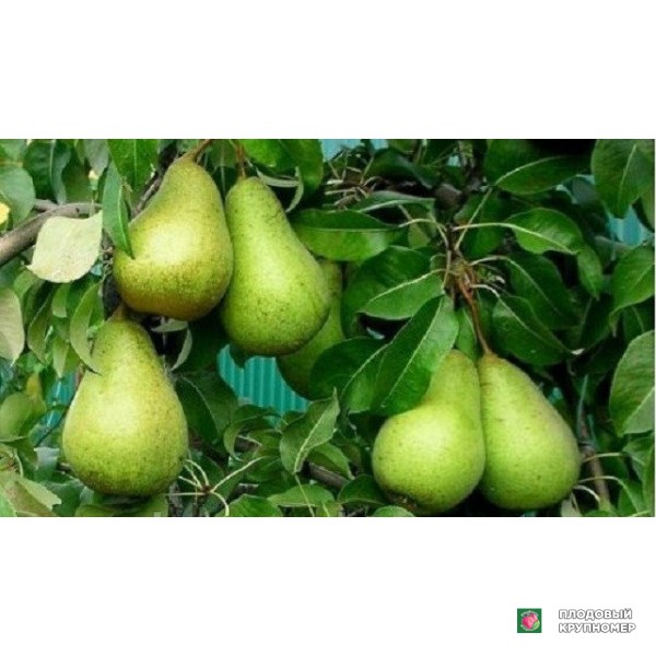 Саженцы Груша " Стрийська "(зимові сорти)