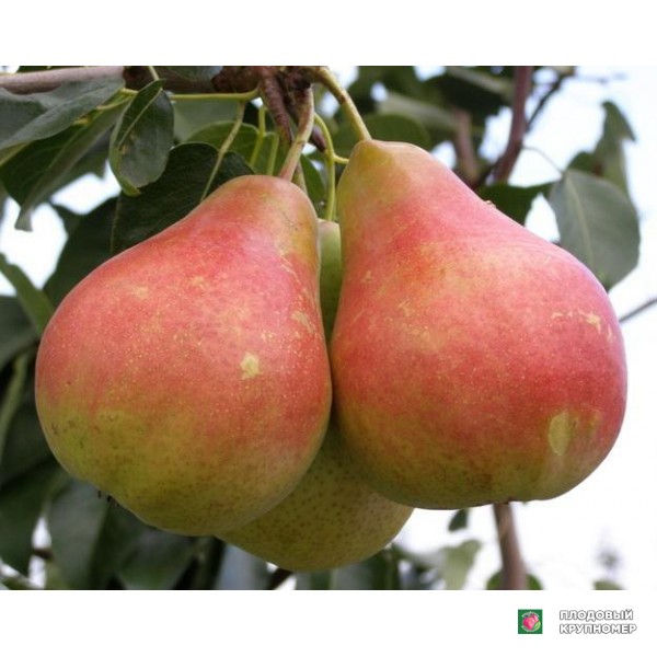 Саженцы Груша " Весільна "(осінні сорти)