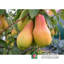 Груша "Талгарська красуня" (осінні сорти)