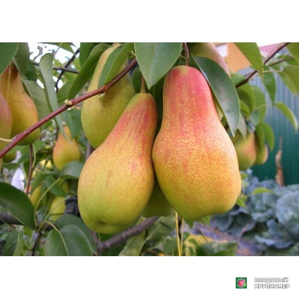 Саженцы Груша "Талгарська красуня" (осінні сорти)