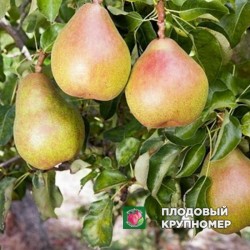 Груша " Таврійська "(осінні сорти)