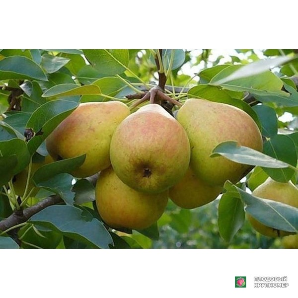 Саженцы Груша " Велеса "(літні сорти)