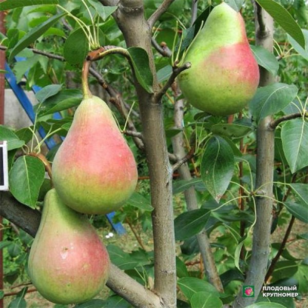 Саженцы Груша " Вікторія "(осінні сорти)